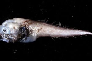 Rare Bony-eared Assfish (Acanthonus armatus) photo