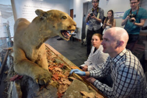 Is it real? Penn State's Nittany Lion hide sampled for DNA