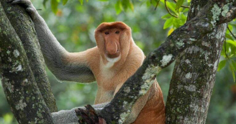 Intriguing Insights: Exploring the Fascinating World of Pictures of an Ugly Monkey